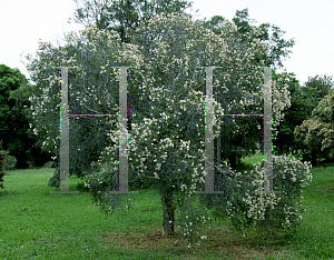 Picture of Melaleuca cheelii 