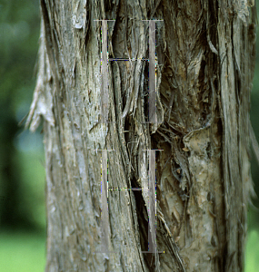 Picture of Melaleuca cheelii 