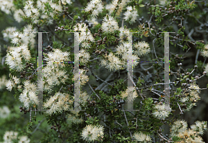 Picture of Melaleuca cheelii 