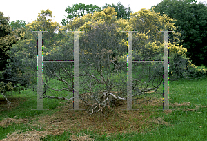 Picture of Melaleuca glomerata 