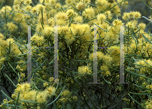 Picture of Melaleuca glomerata 