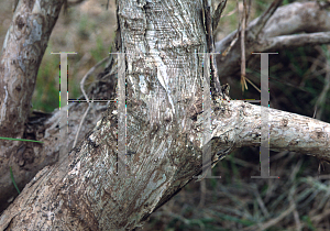 Picture of Melaleuca glomerata 