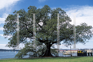 Picture of Ficus macrophylla 