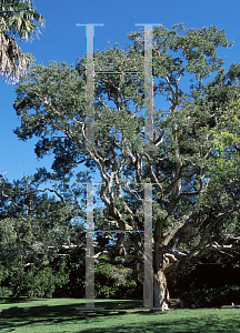 Picture of Melaleuca viridiflora var. rubriflora 