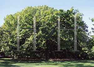 Picture of Quercus canariensis 