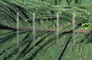 Picture of Araucaria heterophylla 