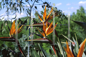 Picture of Strelitzia reginae 