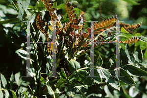 Picture of Mahonia lomariifolia 