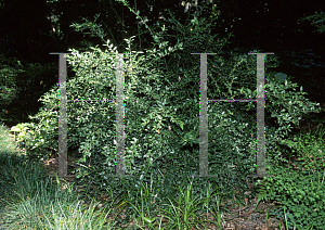 Picture of Sarcococca ruscifolia 