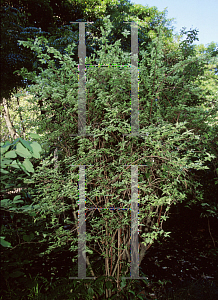 Picture of Deutzia scabra 'Marmorata'