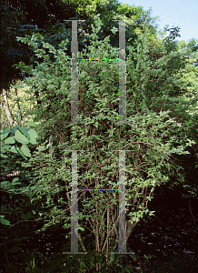 Picture of Deutzia scabra 'Marmorata'