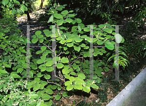 Picture of Fothergilla major 