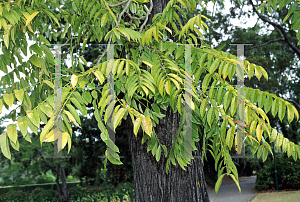 Picture of Toona sinensis 