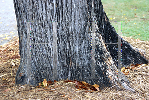 Picture of Toona sinensis 