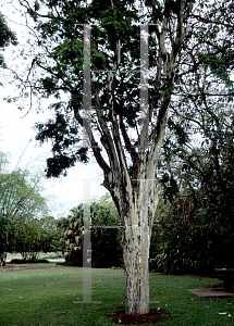 Picture of Caesalpinia ferrea 