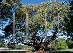 Picture of Ficus macrophylla 