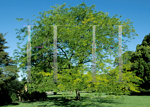 Picture of Gleditsia triacanthos 