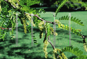 Picture of Gleditsia triacanthos 