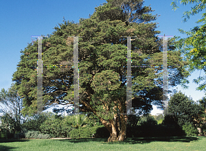 Picture of Melaleuca biconvexa 