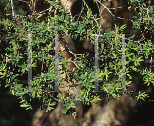 Picture of Melaleuca biconvexa 
