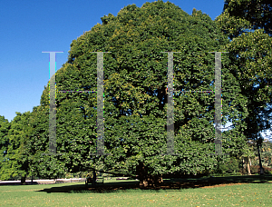 Picture of Syzygium francisii 