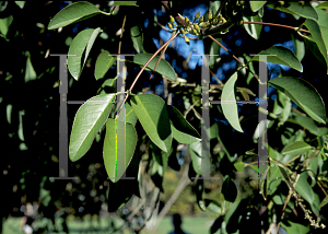 Picture of Erythrina crista-galli 