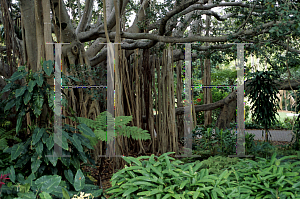 Picture of Ficus benghalensis 