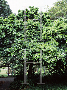 Picture of Cassipourea verticillata 