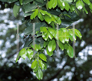 Picture of Cassipourea verticillata 