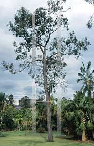 Picture of Eucalyptus fibrosa 