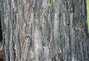 Picture of Eucalyptus fibrosa 