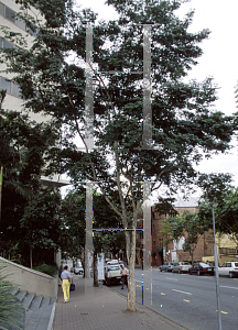 Picture of Caesalpinia ferrea 