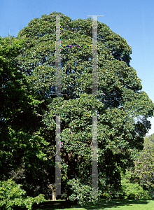 Picture of Lophostemon confertus 