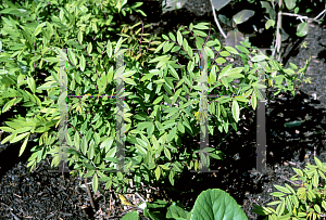 Picture of Incarvillea arguta 