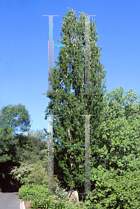 Picture of Populus nigra 'Italica'