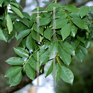 Picture of Millettia thonningii 