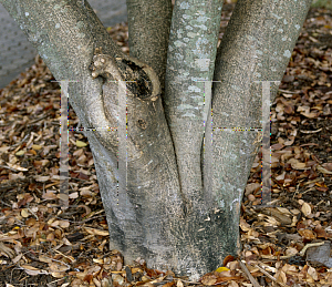 Picture of Millettia thonningii 