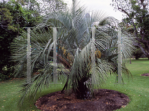 Picture of Butia capitata 