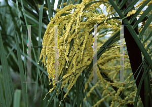 Picture of Butia capitata 