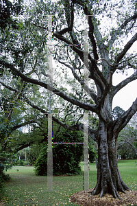 Picture of Ficus obliqua var. petiolaris 