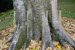 Picture of Ficus obliqua var. petiolaris 