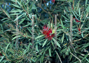 Picture of Callistemon viminalis 'Wild River'