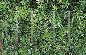 Picture of Callistemon comboynensis 