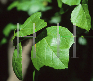 Picture of Acer sempervirens 