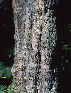 Picture of Acacia maidenii '~Species'