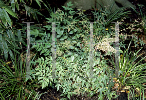 Picture of Nandina domestica 'Richmond'