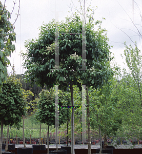 Picture of Fraxinus ornus 'Meczek'