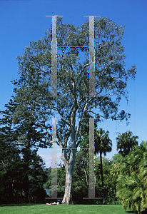 Picture of Eucalyptus camaldulensis 
