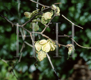 Picture of Ulmus x hollandica 