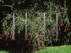 Picture of Cantua buxifolia 
